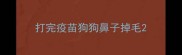打完疫苗狗狗鼻子掉毛