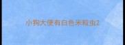 小狗大便有白色米粒虫