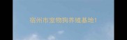 宿州市宠物狗养殖基地