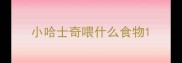 小哈士奇喂什么食物
