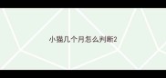 小猫几个月怎么判断