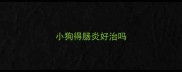 小狗得肠炎好治吗