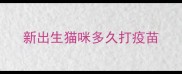 新出生猫咪多久打疫苗