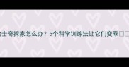 哈士奇拆家怎么办5个科学训练法让它们变乖