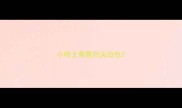 小哈士奇尾巴尖白色