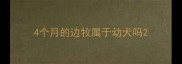 4个月的边牧属于幼犬吗