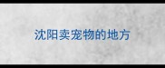 沈阳卖宠物的地方