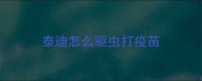 泰迪怎么驱虫打疫苗