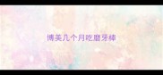 博美几个月吃磨牙棒