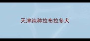 天津纯种拉布拉多犬