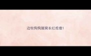 边牧狗狗腋窝长红疙瘩