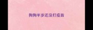 狗狗半岁还没打疫苗