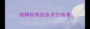 纯种拉布拉多犬价格表