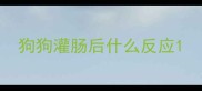 狗狗灌肠后什么反应
