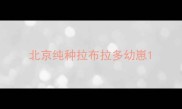 北京纯种拉布拉多幼崽