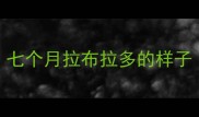 七个月拉布拉多的样子