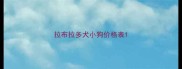 拉布拉多犬小狗价格表
