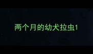两个月的幼犬拉虫