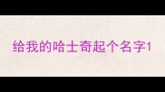 给我的哈士奇起个名字