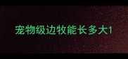 宠物级边牧能长多大