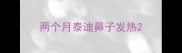 两个月泰迪鼻子发热