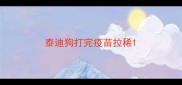 泰迪狗打完疫苗拉稀