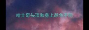 哈士奇头顶和身上颜色不同