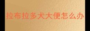 拉布拉多犬大便怎么办