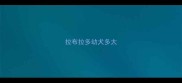 拉布拉多幼犬多大