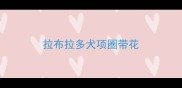 拉布拉多犬项圈带花