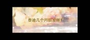 泰迪几个月后发胖