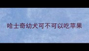 哈士奇幼犬可不可以吃苹果