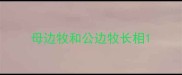 母边牧和公边牧长相