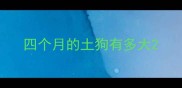 四个月的土狗有多大