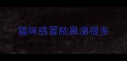 猫咪感冒脓鼻涕很多