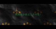 狗狗怀孕最迟几个月生