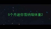 5个月迷你雪纳瑞体重