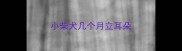 小柴犬几个月立耳朵