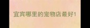 宜宾哪里的宠物店最好
