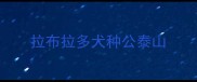 拉布拉多犬种公泰山