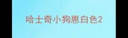 哈士奇小狗崽白色