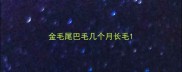 金毛尾巴毛几个月长毛