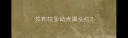 拉布拉多幼犬鼻头红