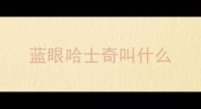 蓝眼哈士奇叫什么