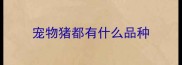 宠物猪都有什么品种