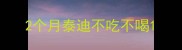 2个月泰迪不吃不喝