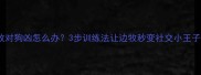 边牧对狗凶怎么办3步训练法让边牧秒变社交小王子