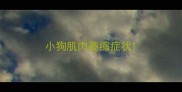 小狗肌肉萎缩症状