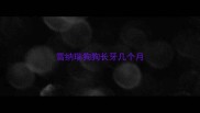 雪纳瑞狗狗长牙几个月