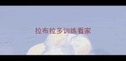 拉布拉多训练看家